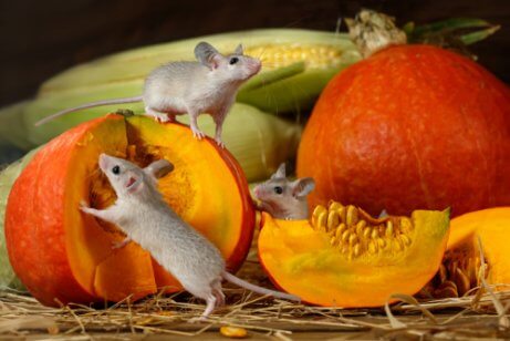 Pumpkins are one of many natural treats to give rodents.