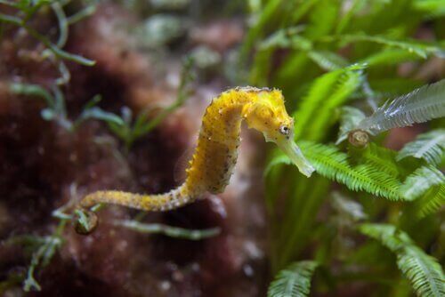 A tiny yellow seahorse swimming in an aquarium.