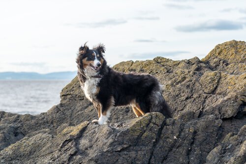 A Shetland sheepdog on some rocks.