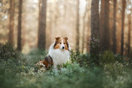 A Shetland Sheepdog sitting in a forest.