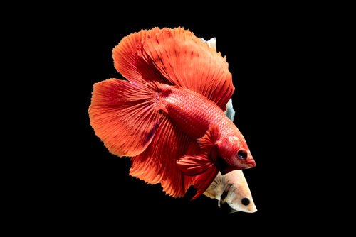 Two brightly colored Siamese fighting fish.