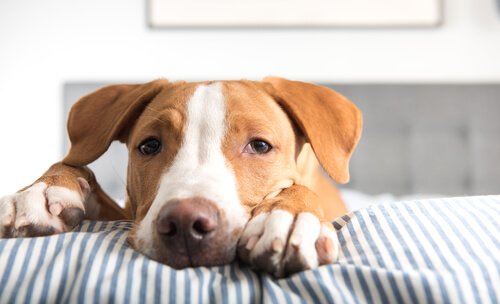 A dog looking over a bed.