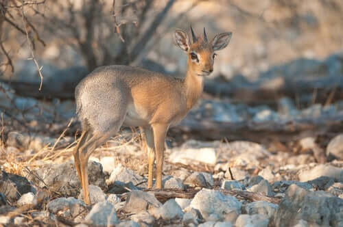 The Silver Dik-Dik: Conservation and Protection
