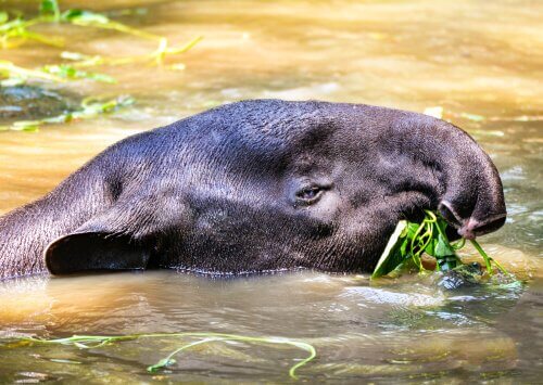 A tapir swimming through the water.