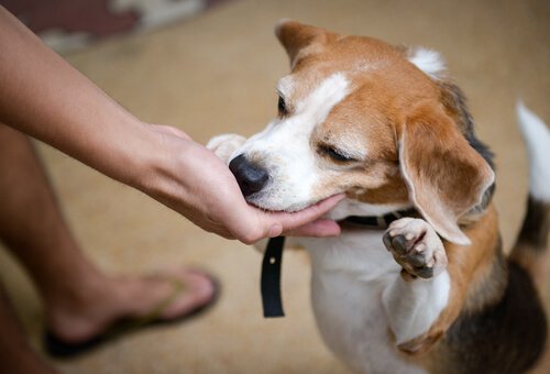A dog receives a treat.