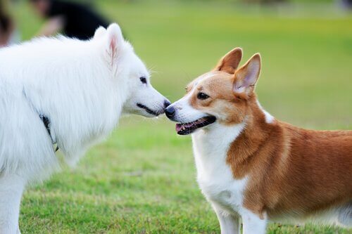 A pair of dogs sniff each other.
