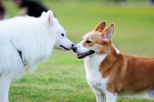 A pair of dogs sniff each other. 