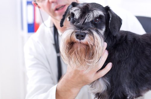 A schnauzer dog at the vet.