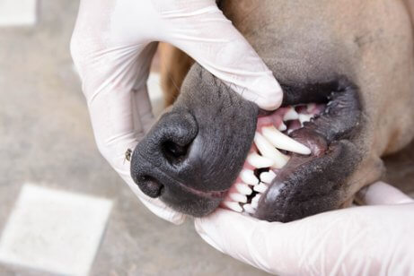 A dog getting a dental health check.