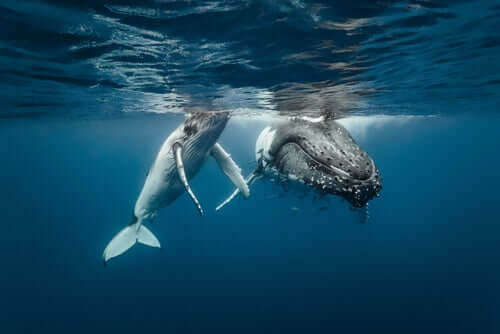 A humpback whale at the surface of the water.