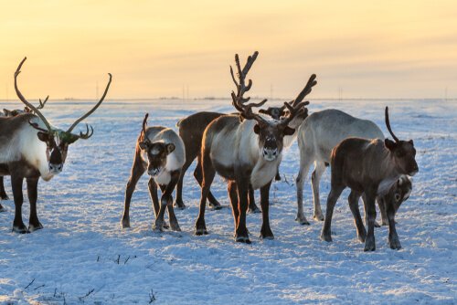 Reindeer can survive in extreme temperatures.