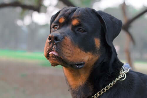 A Rottweiler standing.