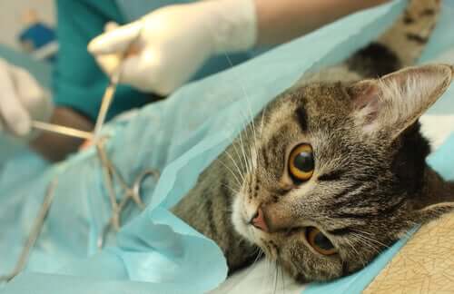 A cat getting prepped for surgery.