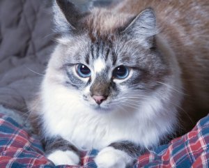 What to Do When Your Cat Vomits