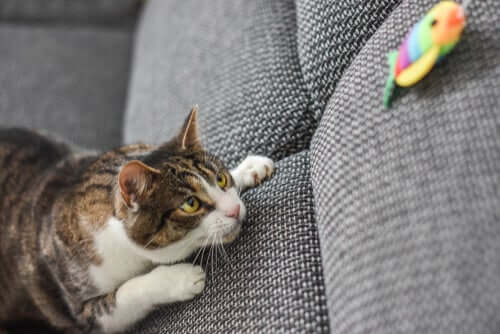 A cat stalking a toy.