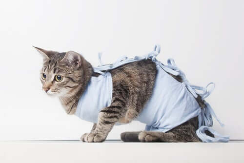 A cat wearing a hospital robe.