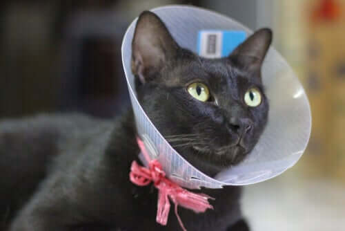 Cat Neutering and Spaying: Is it Safe and Necessary?