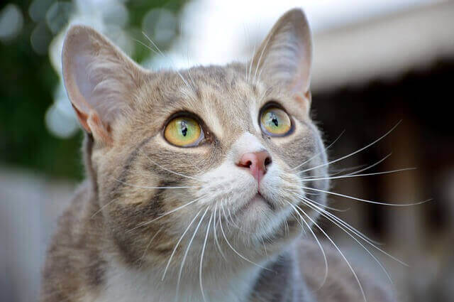 A closeup of a cat looking up.