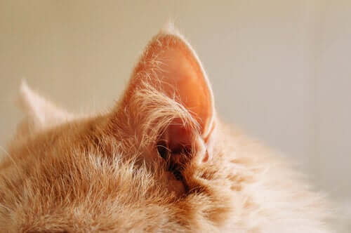 How to clean your cat's ears, a closeup 
