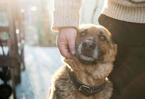 A dog being loved by their owner.