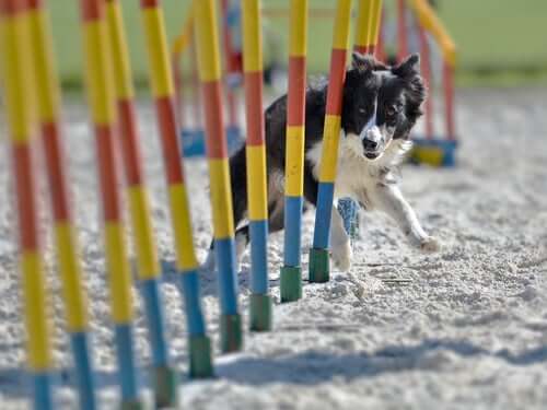 A dog going through an obstacle course.