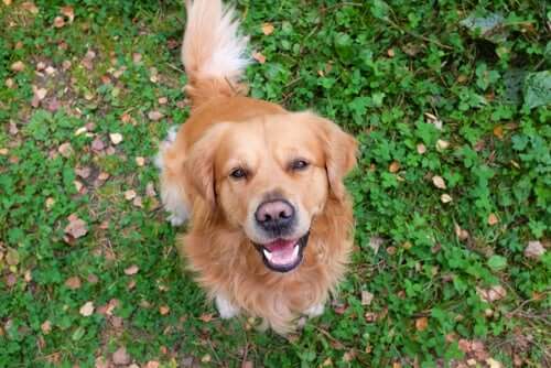 A dog looking up at the camera.