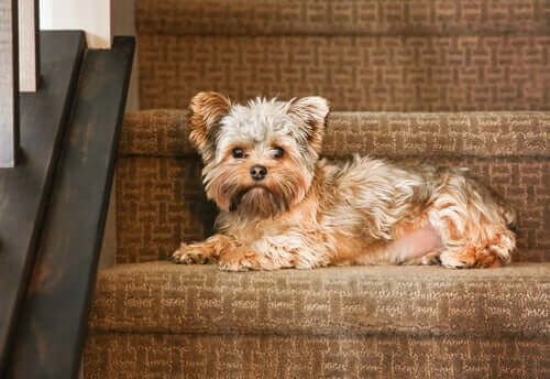A dog lying on a staircase.