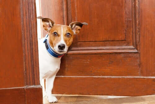 A dog partly outside a door.
