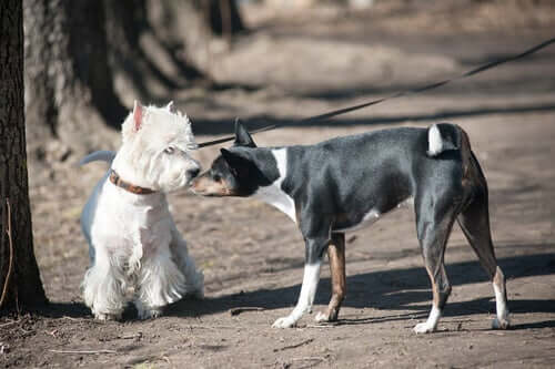 A well socialized dog sniffing another.
