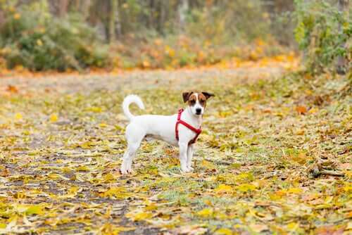 A dog standing a field of dry leaves.