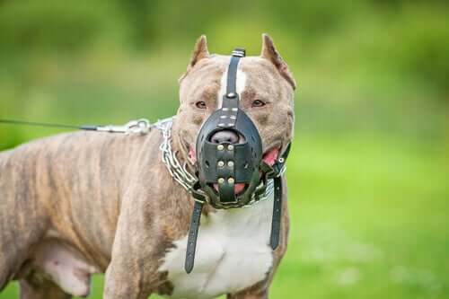 A dog with a muzzle.