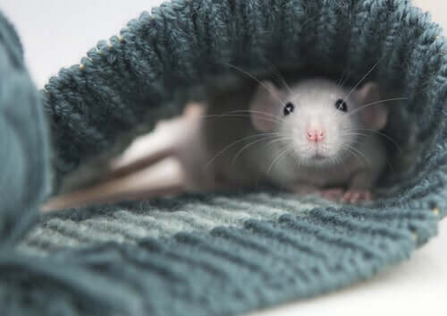 A domestic rat inside a sweater.