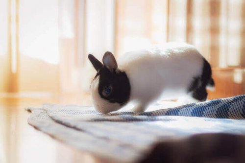 A rabbit sniffing a piece of cloth.