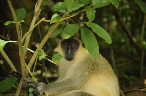 A green monkey next to a shrub.