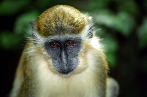 A green monkey with long eyebrows.
