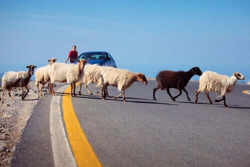 A group of goats crossing the road.