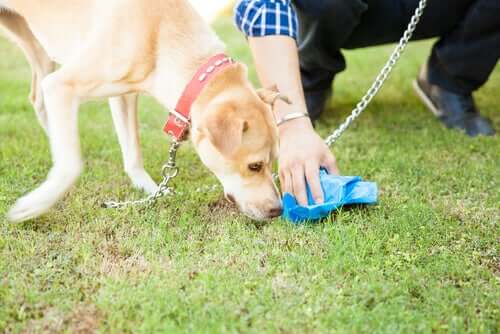 A person cleaning up after their dog.