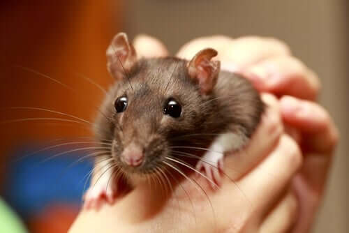 A person holding a rat between their hands.