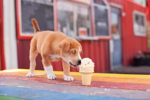 A puppy licking the cone of an ice cream.
