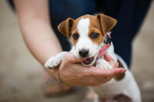 Puppy Development: Answers to Your Questions