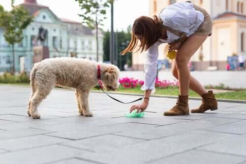 A woman picking up after her dog.