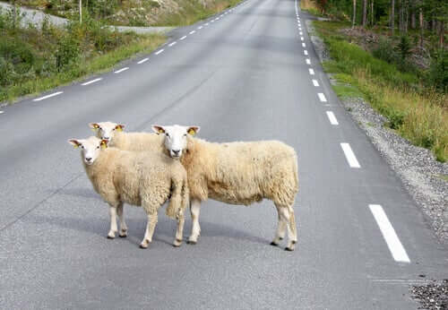 Roadkill: Livestock and Wildlife in Danger
