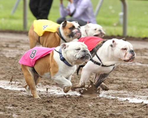 Bulldogs racing each other.