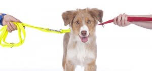 Joint Custody of a Pet: What Is It and How Does It Work?