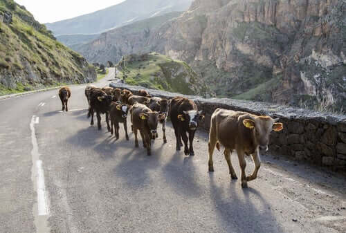 Cows walking down the road.