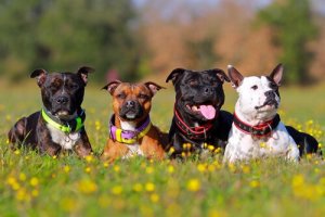 Why Are There So Many Dog Breeds?
