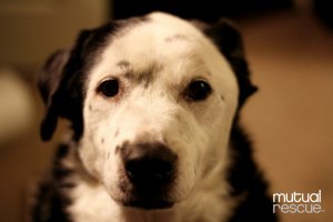 How a Dog Saved His Obese Owner's Life