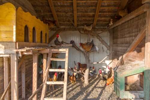The inside of a chicken coop.