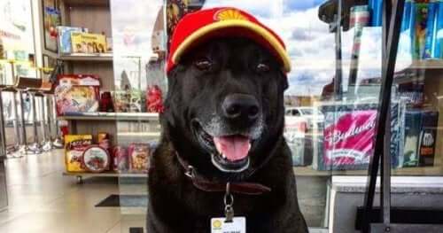Meet Negão, the Gas Station Dog