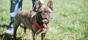 Running of the Bulldogs and Bulldog Day